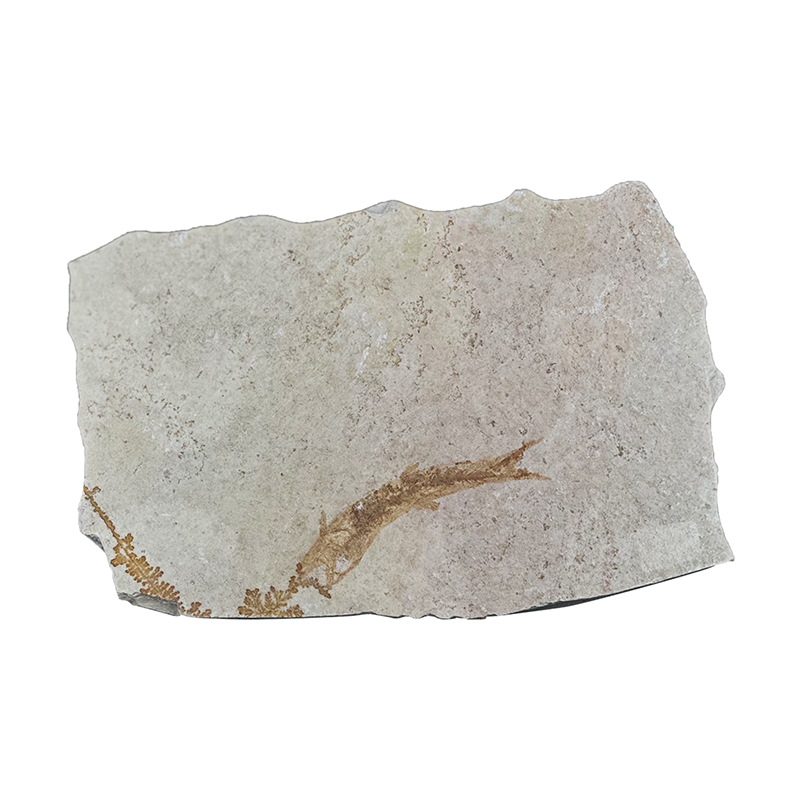 Poisson fossile - Pièce unique - 202507_45