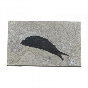 Poisson fossile - Pièce unique - 202507_51