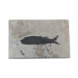 Poisson fossile - Pièce unique - 202507_52