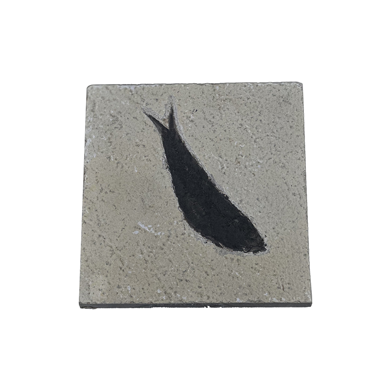 Poisson fossile - Pièce unique - 202507_53