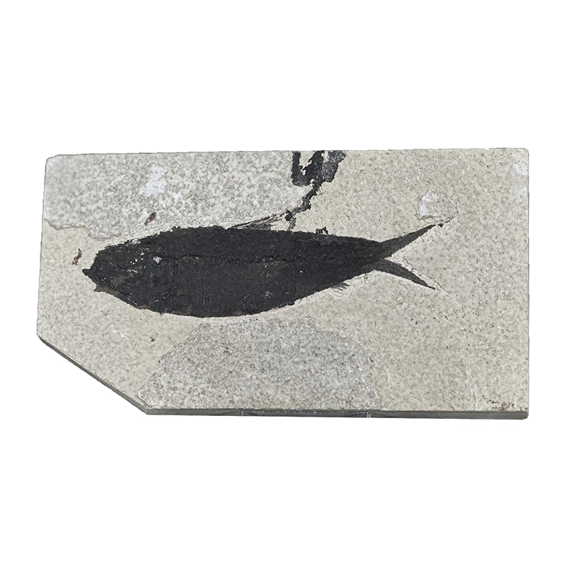 Poisson fossile - Pièce unique - 202507_55