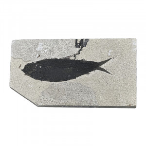 Poisson fossile - Pièce unique - 202507_55