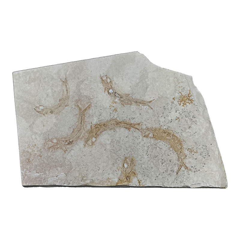 Poisson fossile - Pièce unique - 202507_57