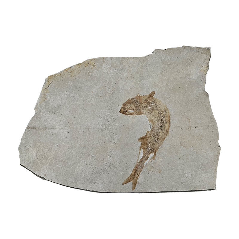 Poisson fossile - Pièce unique - 202507_59
