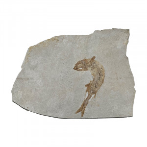 Poisson fossile - Pièce unique - 202507_59